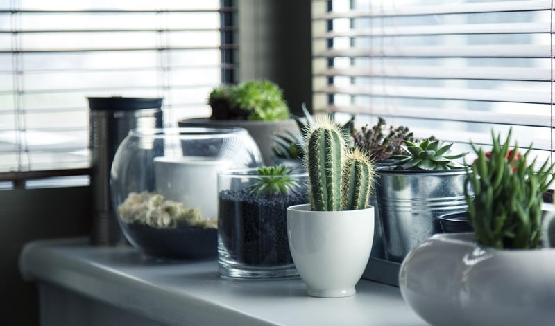 Indoor plant decor