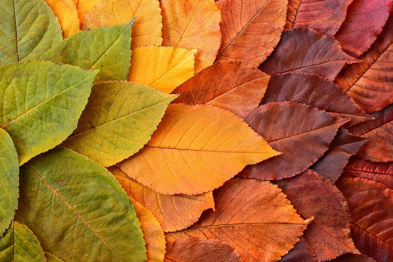 Seasonal arrangements