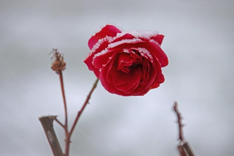 Pruned flowers