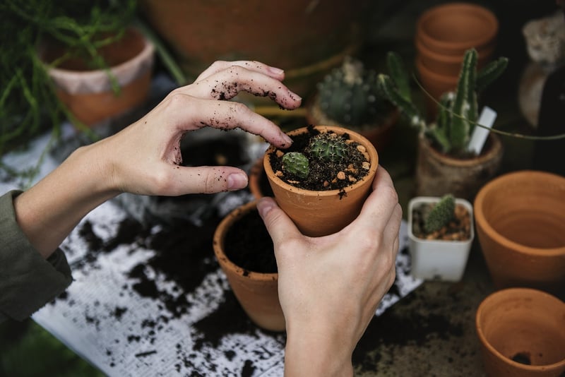 Air-Purifying Plants