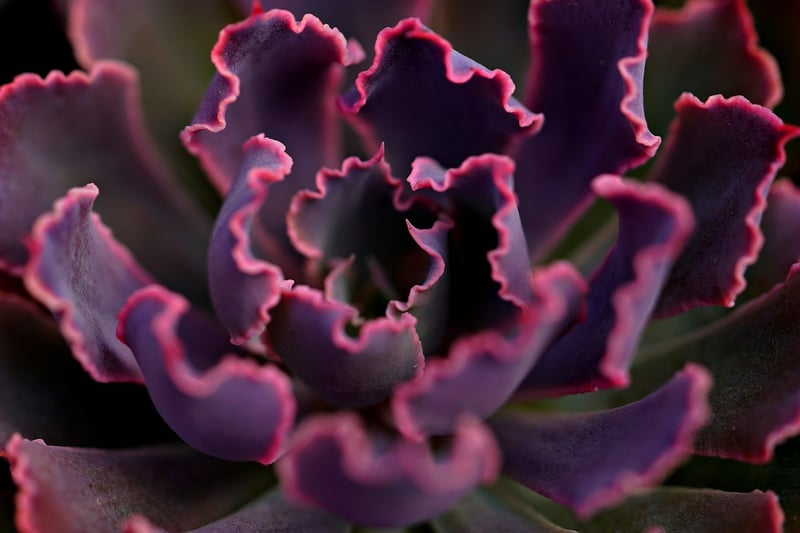 Colorful Succulents