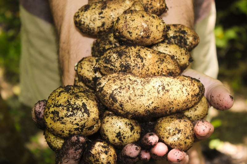 Vegetable garden harvest